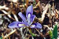 紫色の花を咲かせるエヒメアヤメの写真