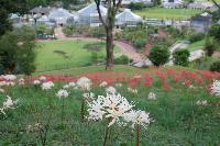 緑あふれる風景をバックにたくさんの赤や白のヒガンバナやスイセンの花が咲き乱れている写真