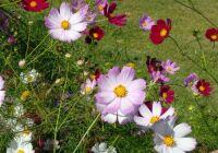 赤。白・ピンクのコスモスの花が咲いている写真