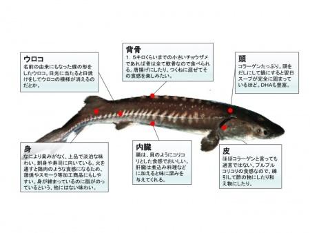 チョウザメ生態の説明図