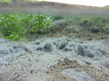 砂利のある地面や緑色の草が見える、透明度が高い湧水の写真