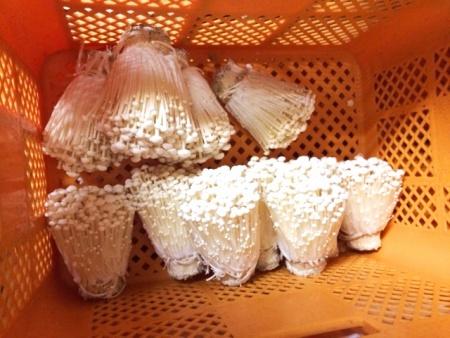 オレンジ色のカゴの中に沢山並べられた生のえのきの写真