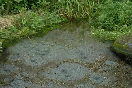 泥の湿地と緑の草の写真