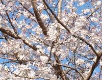 A photo of cherry blossoms in full bloom against the blue sky