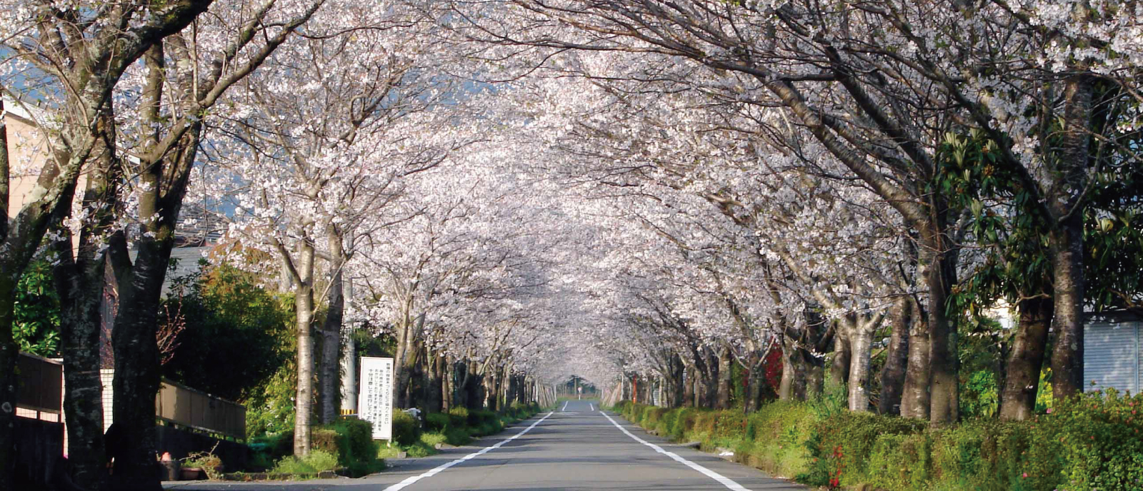 牧場の桜