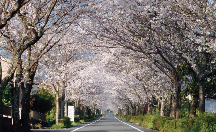 牧場の桜