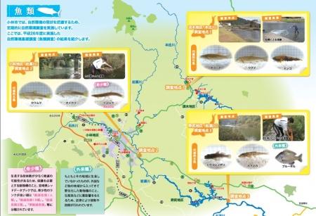 平成26年度に実施した自然環境調査(魚類調査)結果が写真付き解説で掲載されているマップ