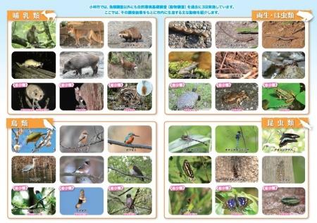 自然環境基礎調査(動物調査)の結果をもとに市内に生息する主な動物の紹介写真の縮小画像