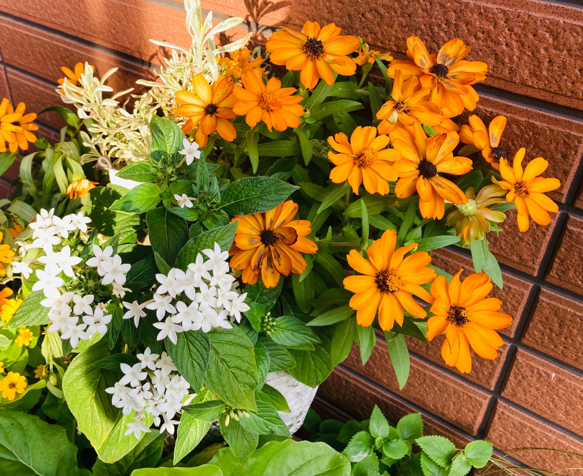 オレンジの花