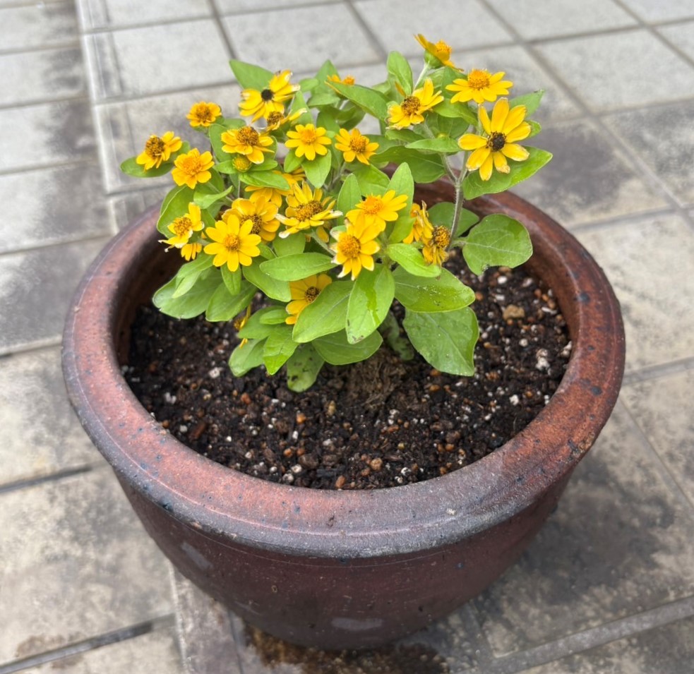 植栽された花1