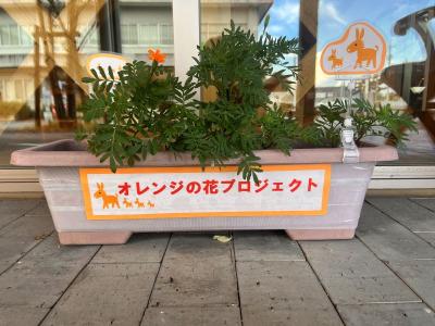 オレンジの花