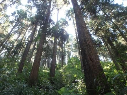 適正な間伐がなされた、スギ山の森林の風景写真