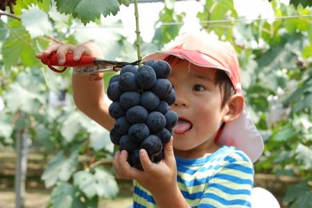 赤い帽子を被った男の子が大粒のブドウを両手で収穫している写真
