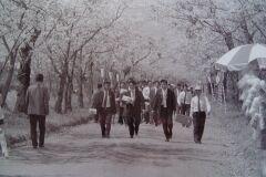 桜まつりを見に来たお客さんたちが並木道を歩いている写真