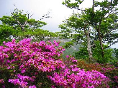 濃いピンク色の花を咲かせるミヤマキリシマが群生している写真