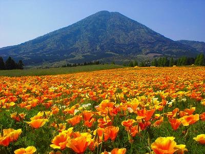 雄大な山を背景にオレンジ色の花が咲いている花畑を映した夷守岳周辺の風景写真