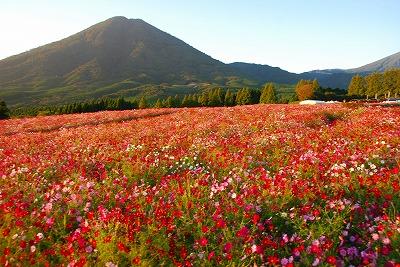 一面に広がる赤とピンクのコスモス畑の写真