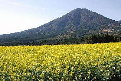 遠くに雄大な山を望む菜の花畑の写真