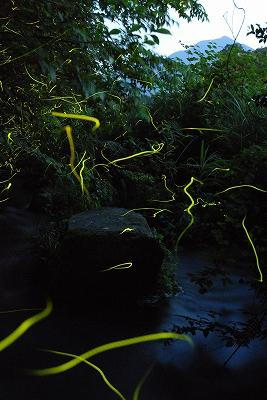 ゲンジボタルの黄色い光の残像が写る幻想的な風景写真