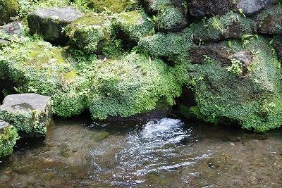 黄緑色の苔がびっしりと生えた岩と湧き出る水の写真