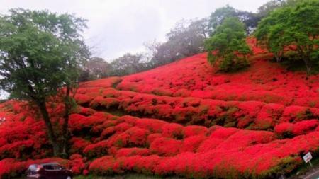 真っ赤な彼岸花が咲いている花畑の写真
