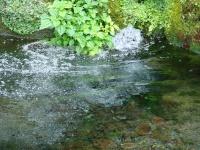 透明な湧き水が滾々と湧き出ている写真