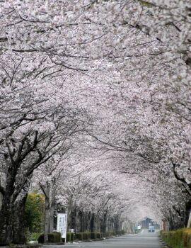 アーチ状に桜の枝が伸び、満開の花が咲いている道の写真