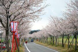 桜の木と赤い提灯の写真
