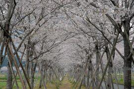 左右から桜の花が顔をのぞかせる道の写真