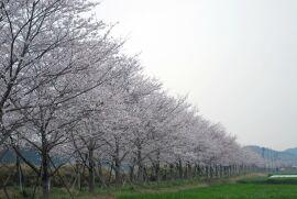 澄み切った空と遠くへいくほどに木が小さく見える長い桜並木の写真