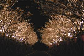 ほのかにライトアップされた夜桜の写真