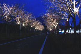 ライトで木の幹が照らされて浮かび上がる桜並木の写真