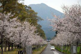 道路に白い車、遠景には山を望む桜並木の写真