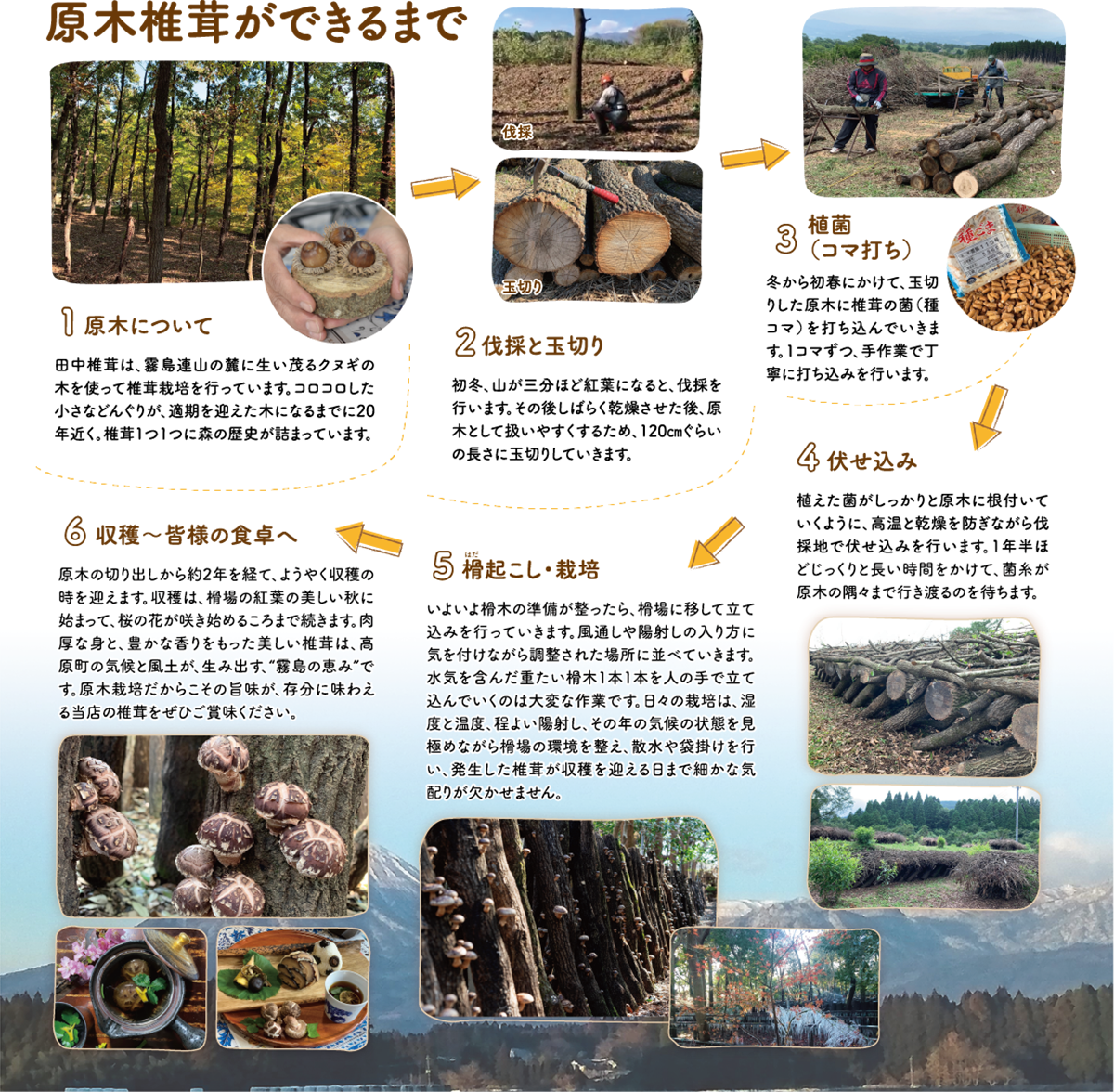 田中椎茸（体験ブースコマ打ち体験）