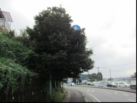 車道へ樹木が張り出して標識が見えなくなってしっまっている道路の写真