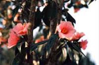 ピンク色の花を咲かせた有楽椿の写真