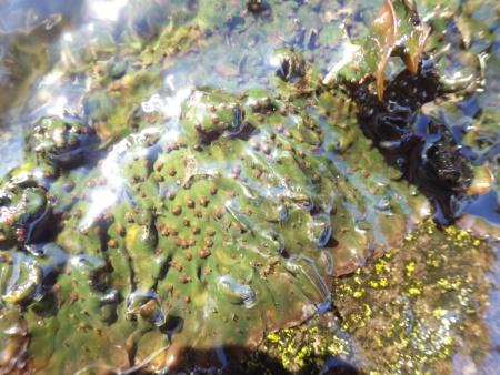 水流で表面がぬれている緑色のオオヨドカワゴロモが群生する様子を撮影した写真