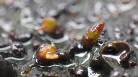 オオヨドカワゴロモの蕾部分を拡大して撮影した写真