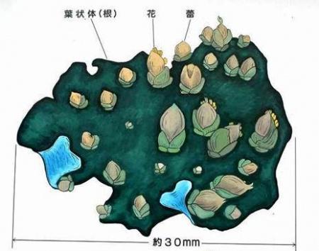 オオヨドカワゴロモが自生する様子の説明図 詳細は以下