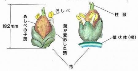 オオヨドカワゴロモのおしべとめしべの説明図 詳細は以下