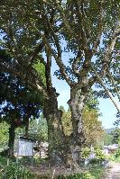 勢いよく空に向かって枝葉を伸ばす大沢津のオガタマノキの写真