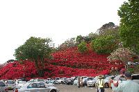 赤色のツツジの花が満開に咲いている様子の萩の茶屋の駐車場の写真