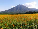 一面オレンジ色の花畑の奥にそびえている夷守岳の写真