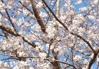 青空を背景に満開の桜の花が咲いている写真