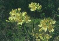 黄色い花と雄しべ雌しべが見られるレンゲツツジの花の写真