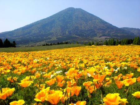 A photo of a flower garden with orange poppies in full bloom against the backdrop of the Kirishima mountain range.