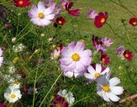 A picture of white, pink, and deep pink cosmos blooming on a lawn