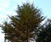 A picture of a dark green fir tree standing upright under the blue sky
