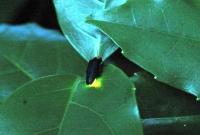 A picture of a firefly on a leaf shining bright green at night