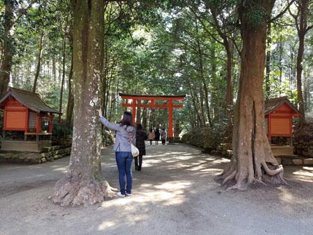 神社の御神木に触れている女性の後ろ姿を撮影した写真